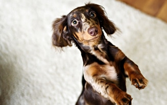 Facts About Dachshunds