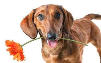 Dachshund's Stinky Breath