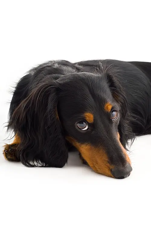 sad looking dachshund with skin problems sad looking dachshund with skin problems
