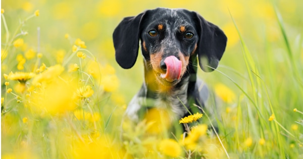 dachshund dog allergies dachshund dog allergies
