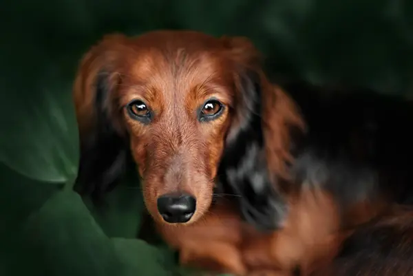 10 Most Googled Questions About Dachshunds Answered Post