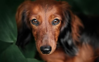 Questions About Dachshunds