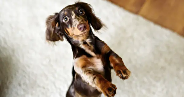 Facts About Dachshunds 15 Funny Facts About Dachshunds Post