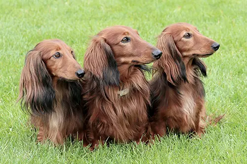Red Long-haired dachshund in the summer garden socialize your dachshund puppy