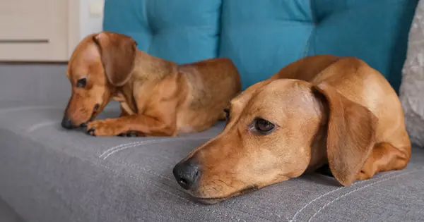 Keep Your Dachshund Busy SIMPLE Ways to Keep Your Dachshund Busy