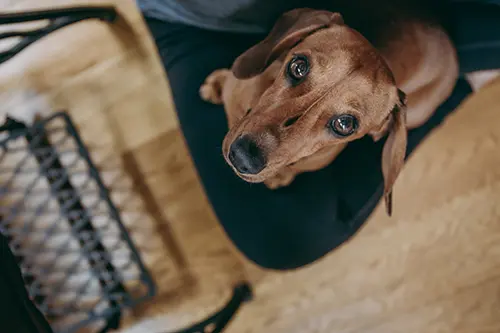 Simple Ways to Keep Your Dachshund Busy sweet looking mini dachshund looking up at it's owner