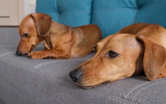 Keep Your Dachshund Busy