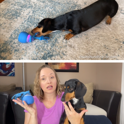 mini dachshund playing with interactive dog ball mini dachshund playing with interactive dog ball