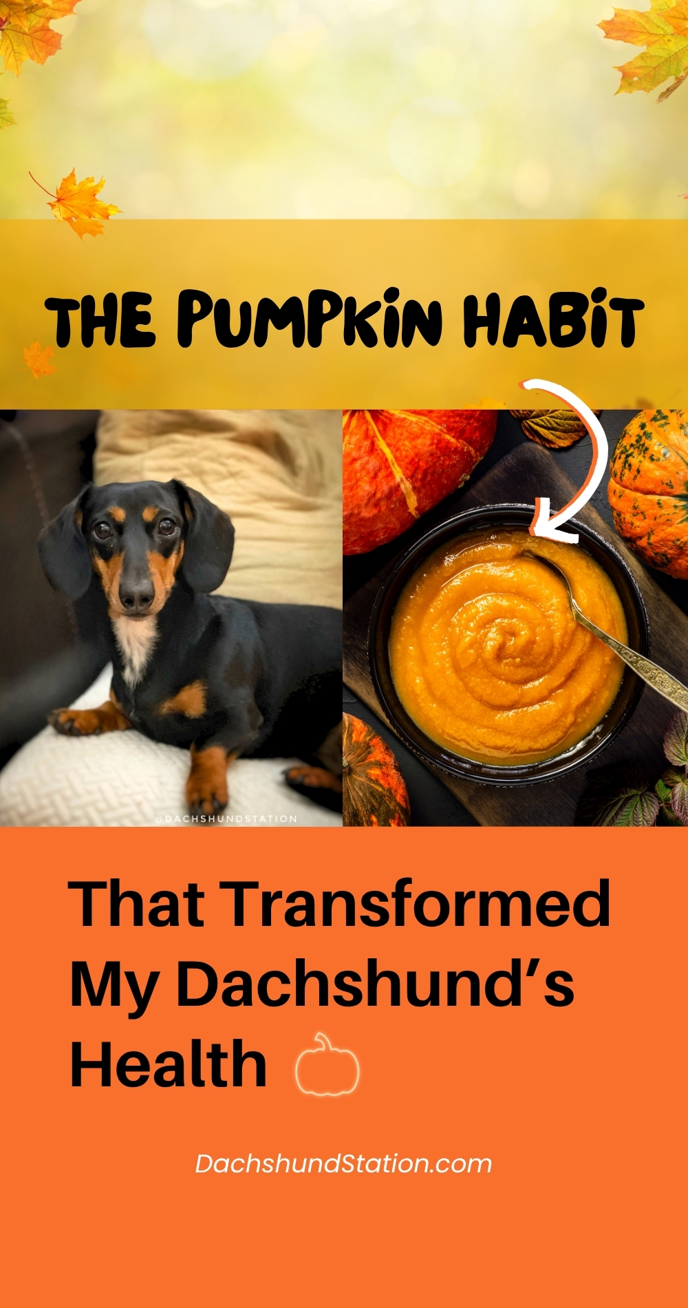 Pumpkin for dachshunds Pumpkin for dachshunds
