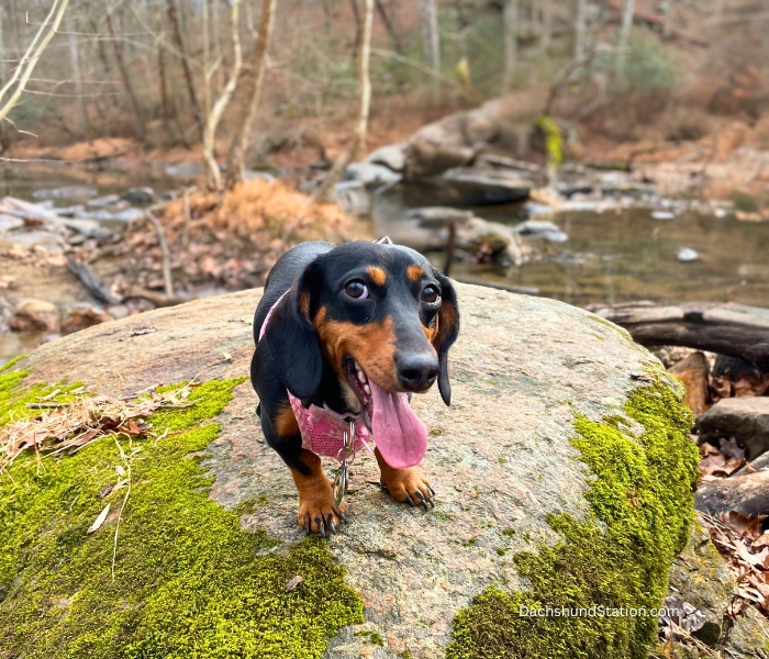 Take Your Dachshund Hiking Take Your Dachshund Hiking