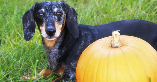 Reasons Why Dachshunds Should Eat More Pumpkin