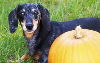 Dachshunds Should Eat Pumpkin