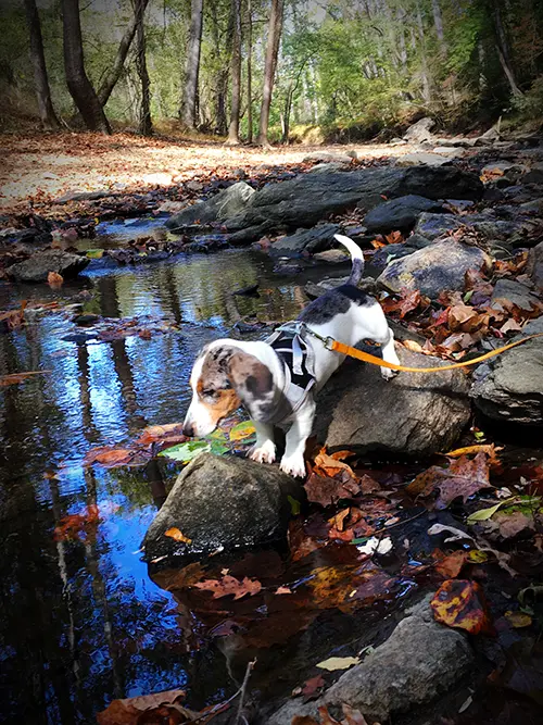 a cute dachshund going on a hike and looking at a creek Fall photo of a cute dachshund going on a hike and looking at a creek