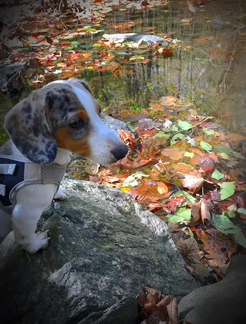 dachshund puppy on a hike outside dachshund puppy on a hike outside