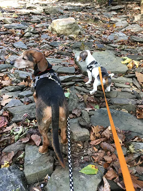 two dachshunds on a hike two dachshunds on a hike