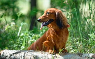 Take Your Dachshund Hiking