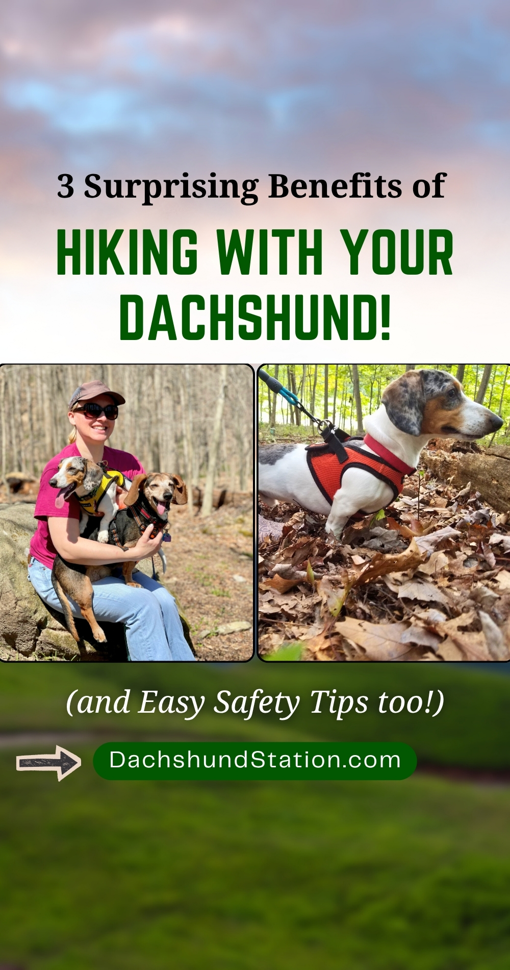 hiking with your dachshund
