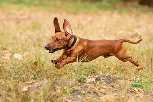 Happy Dachshund Running in the grass Are Dachshunds Still Used For Hunting?