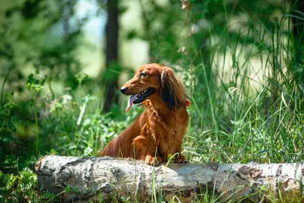 Dog breed Dachshund in the forest in a Sunny clearing. Take Your Dachshund Hiking