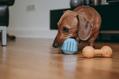 Dachshund chewing on a ball dog toy Dachshund chewing on a ball dog toy