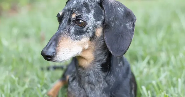 dachshund behavior problems