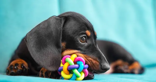 Find the Perfect Toy for A Dachshund How To Find The Perfect Toy For Your Dachshund Post