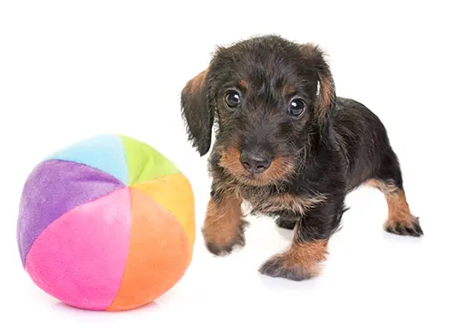 Wire-haired Dachshund puppy playing with a ball Wire-haired Dachshund puppy playing with a ball