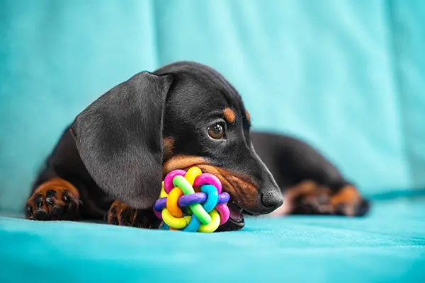 Find the Perfect Toy for A Dachshund Find the Perfect Toy for A Dachshund