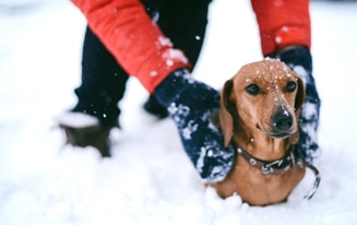 Ways To Protect Your Dachshund in Cold Weather