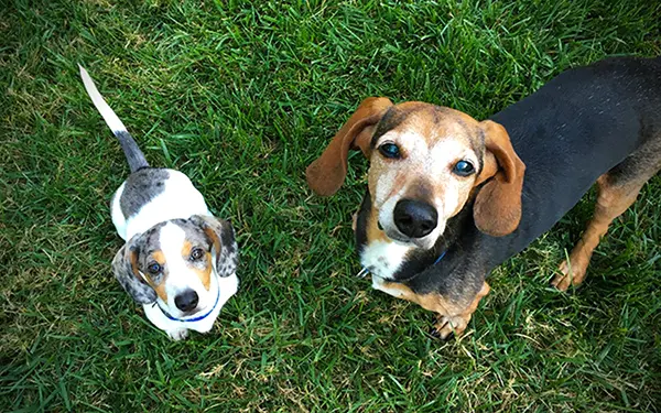 young dachshund puppy and older dachshund