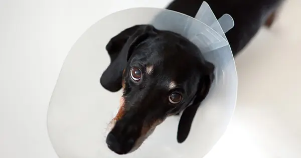 Reasons Why You Should Wait to fix your Dachshund Post