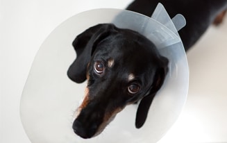 Wait To Fix Your Dachshund