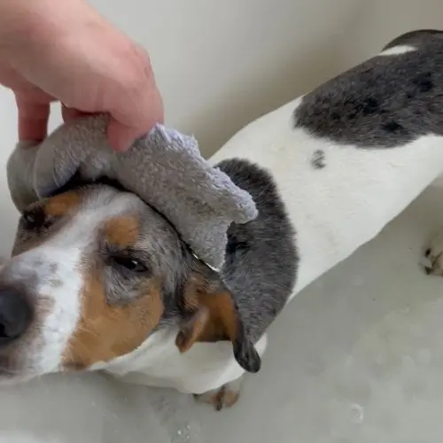 washing dachshund’s face in the bathtub. washing dachshund's face in the bathtub