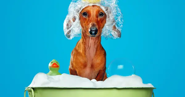 give a dachshund a bath_fbshr mini dachshund taking a bath