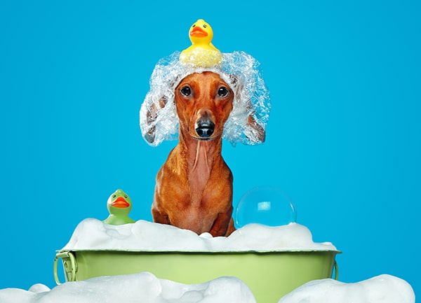 silly red dachshund in the bathtub give a dachshund a bath