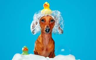 give a dachshund a bath
