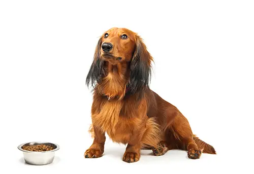Dachshund waiting to start eating their dog food. Dachshund waiting to start eating their dog food