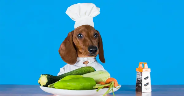 DIY Dog Food Recipe Your Dachshund Will Love