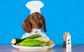 Dog Food Recipe For Your Dachshund
