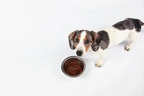 cute dachshund puppy eating puppy food in a silver bowl. cute dachshund puppy eating puppy food in a silver bowl