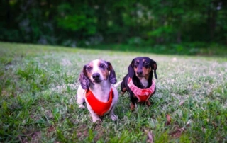 Best dachshund harnesses tested on Eko and Gretta