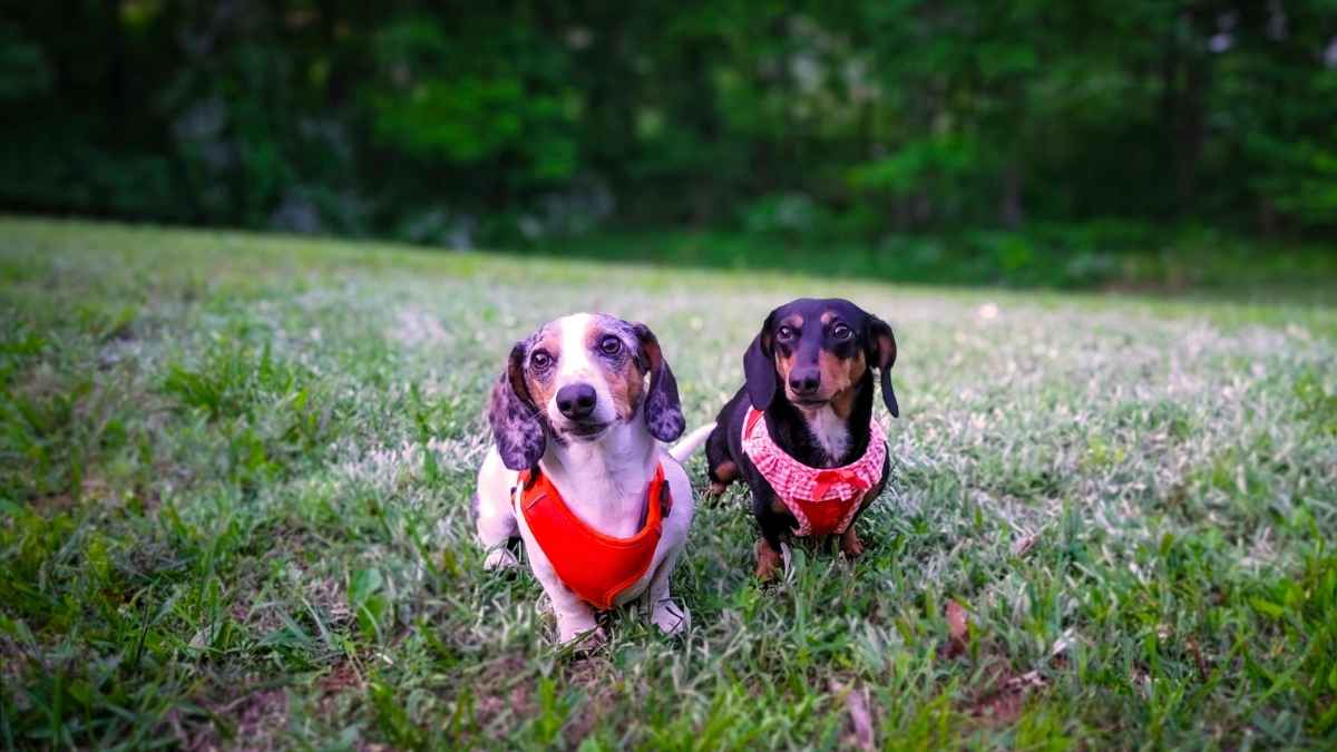 Best dachshund harnesses tested on Eko and Gretta