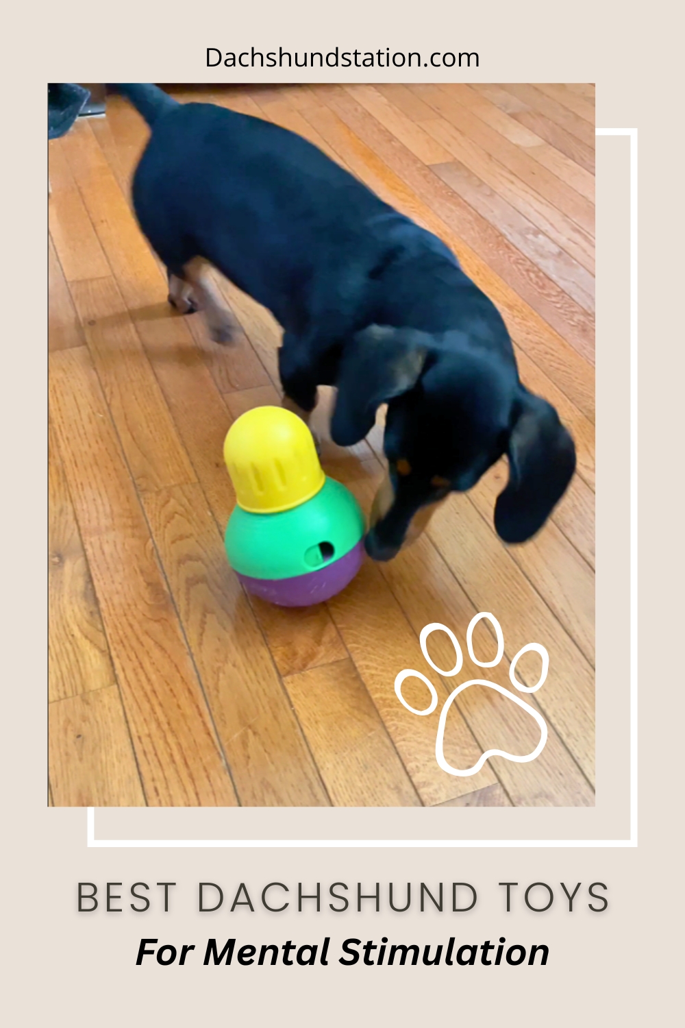 Mini Dachshund Playing with an interactive dog toy Mini Dachshund Playing with an interactive dog toy