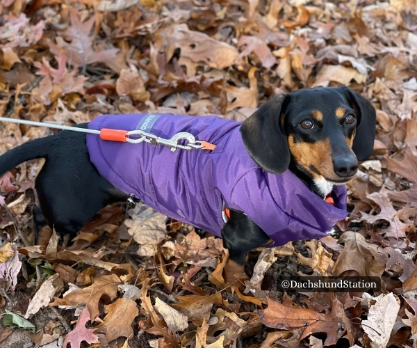 Mini Dachshund wearing purple django puffer coat Mini Dachshund wearing purple django puffer coat