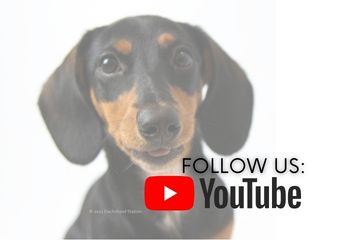 Follow Dachshund Station on YouTube