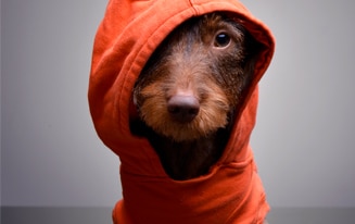 best dachshund coats