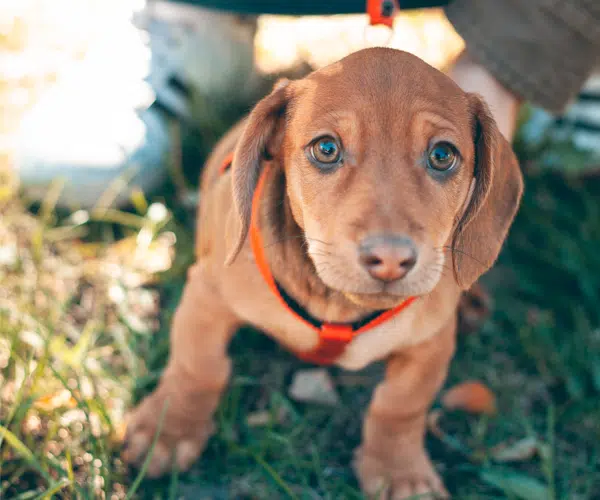 best dachshund harnesses best dachshund harnesses