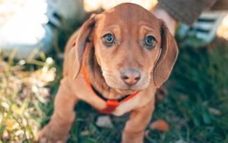 best dachshund harnesses