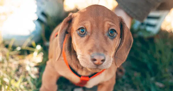 best harnesses for dachshunds best harnesses for dachshunds