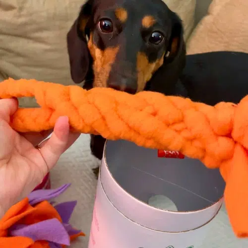 chelsy’s toy enrichment tube chelsy's toy enrichment tube